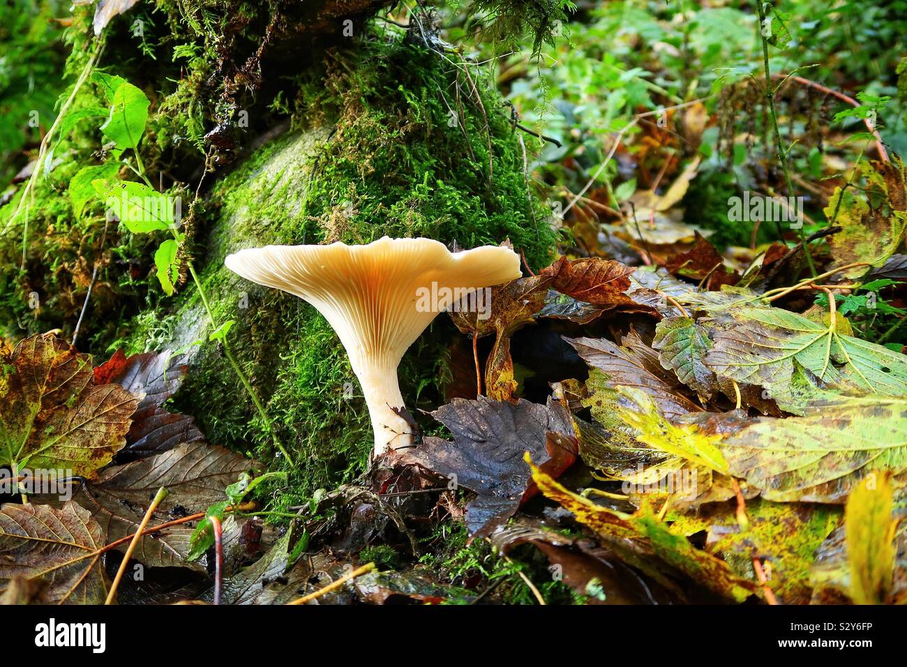 Autumn mushroom in fallen leaves - Smartphone Captured Stock Image