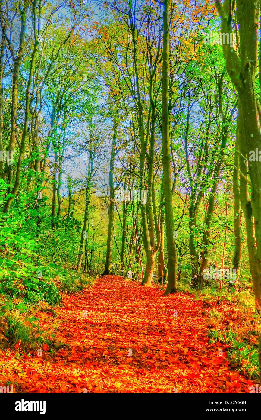 Autumn colours in a forest path, Ayrshire, Scotland, UK - Smartphone Captured Stock Image