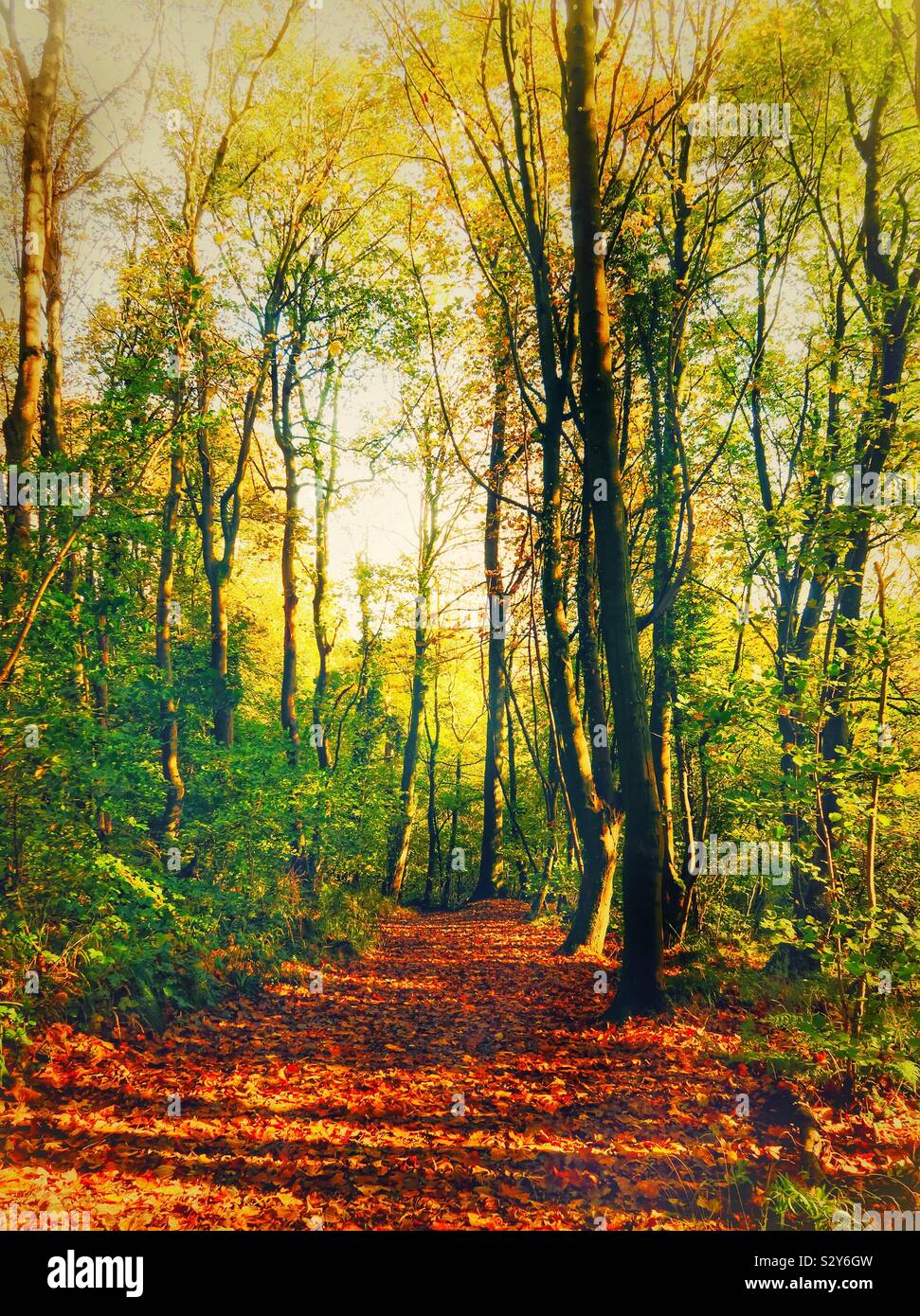 Forest walk with autumn colours - Smartphone Captured Stock Image