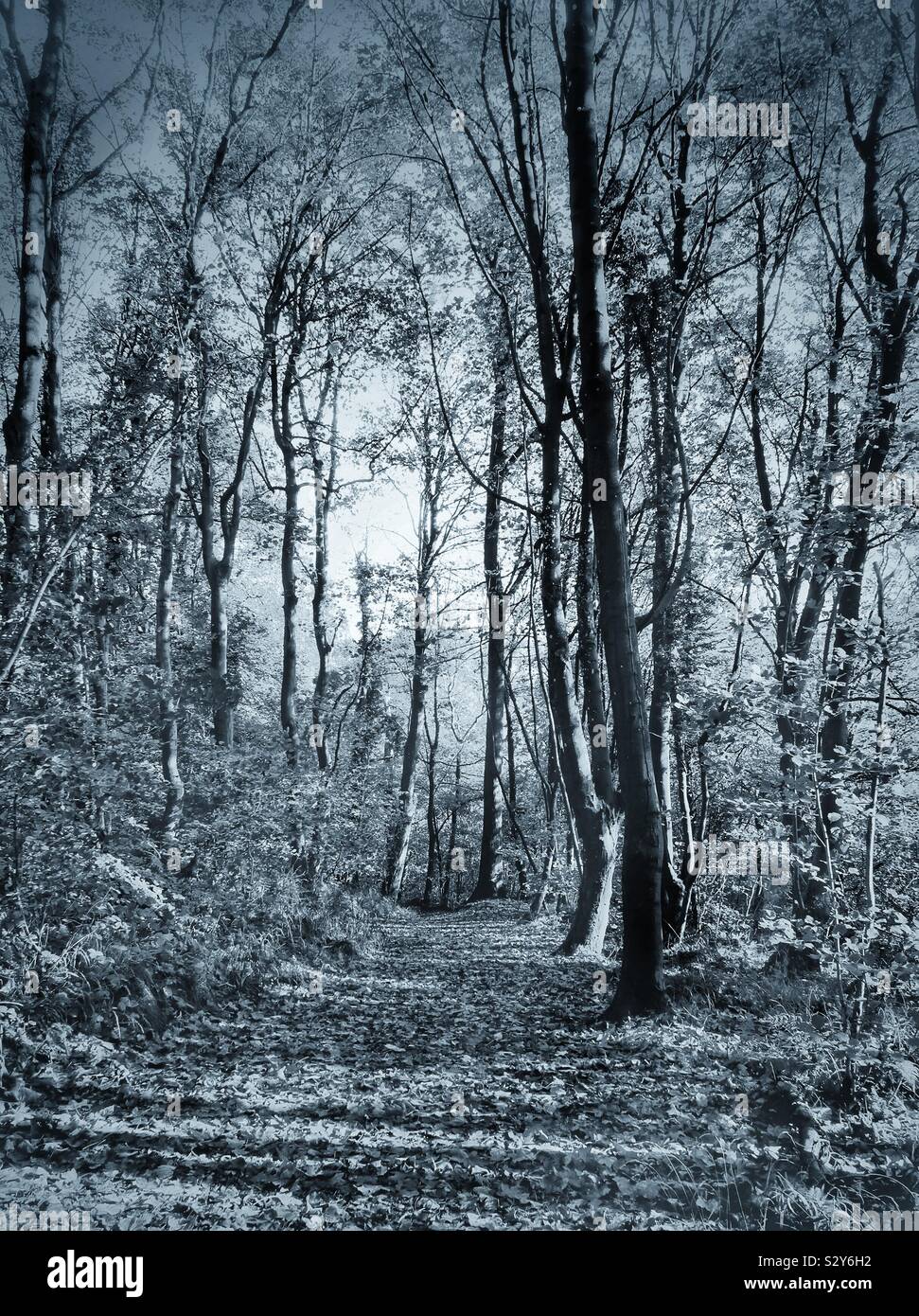 woodland walk - Smartphone Captured Stock Image