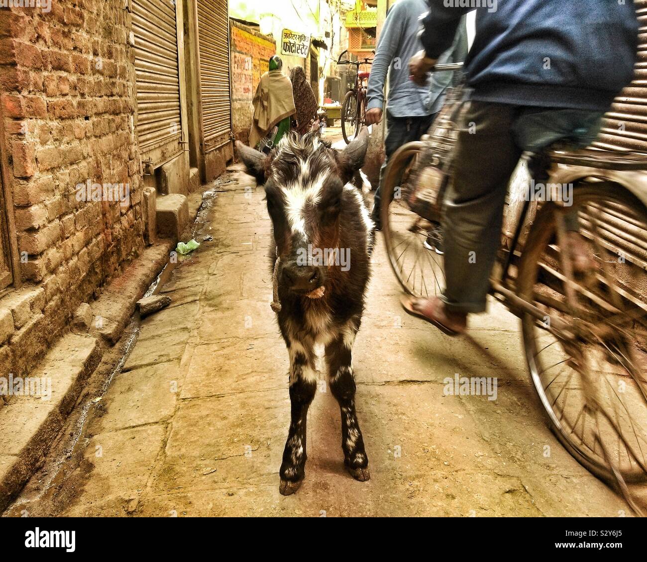 Little baby bull right in front of me, who could ignore you ? Stock Photo