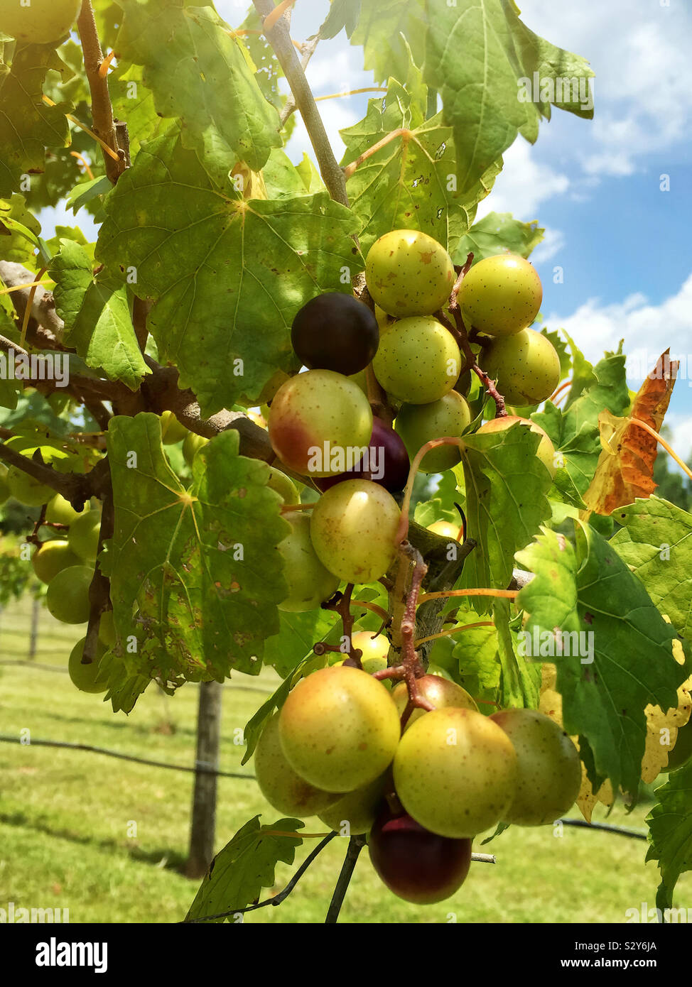 Muscadine fruit vine growing at a vineyard in Warm Springs USA