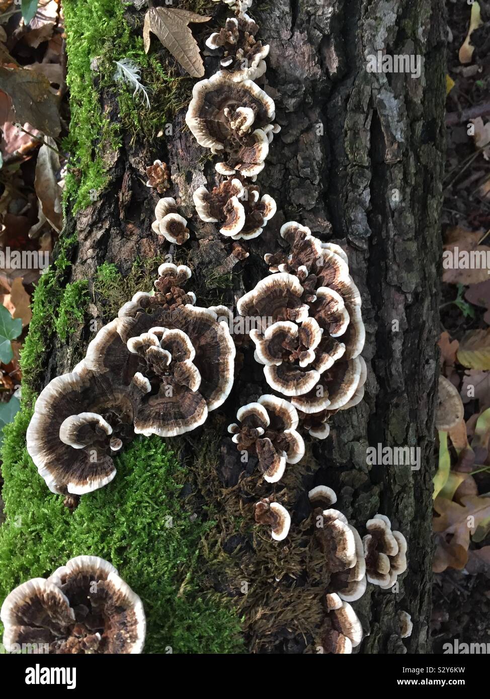 Turkey tail mushroom in brown and white on green moss. Trametes versicolor.  Coriolus versicolor.  Polyporus versicolor. Stock Photo