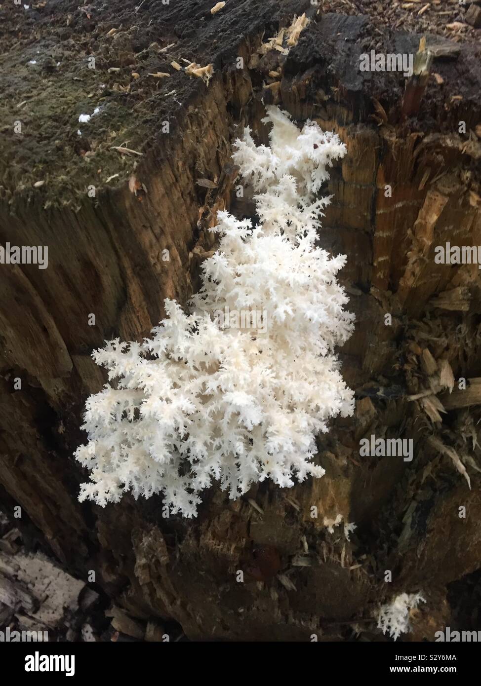 Coral fungus.  Tamaria stricta. Clavaria stricta. Stock Photo