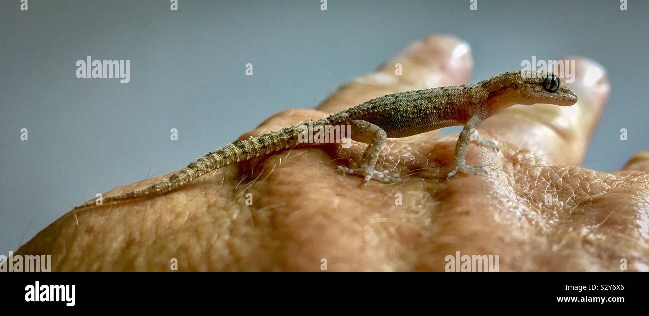 Gecko Lizard on Human Hand - Smartphone Captured Stock Image