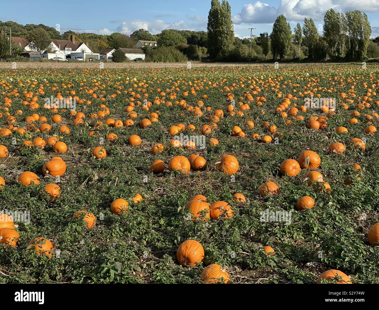 Pumpkin picking Stock Photo