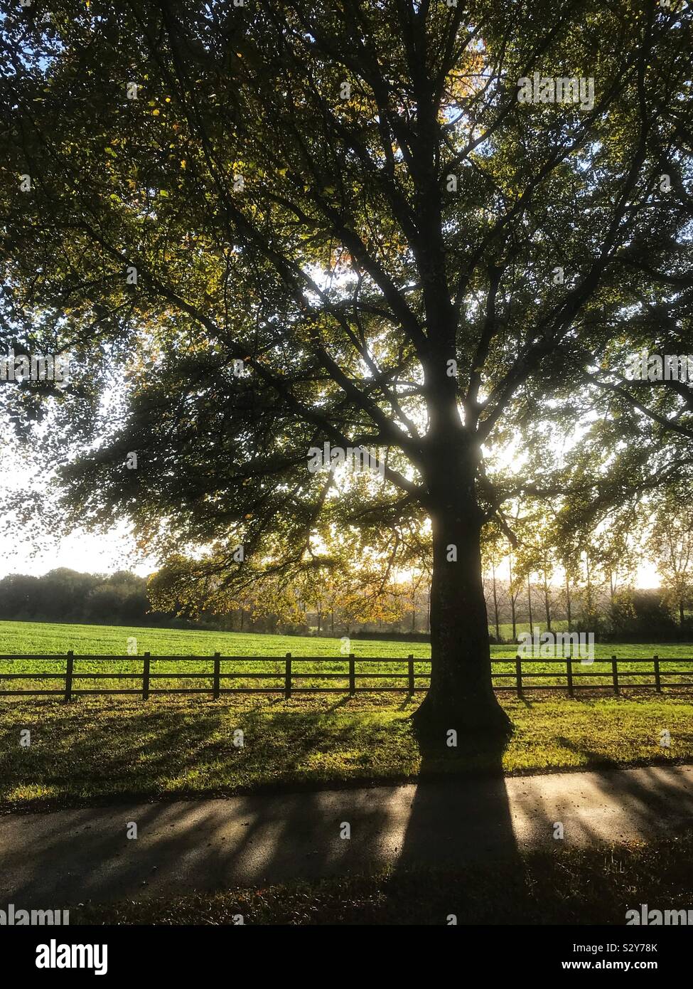 Beech tree silhouette hi-res stock photography and images - Alamy