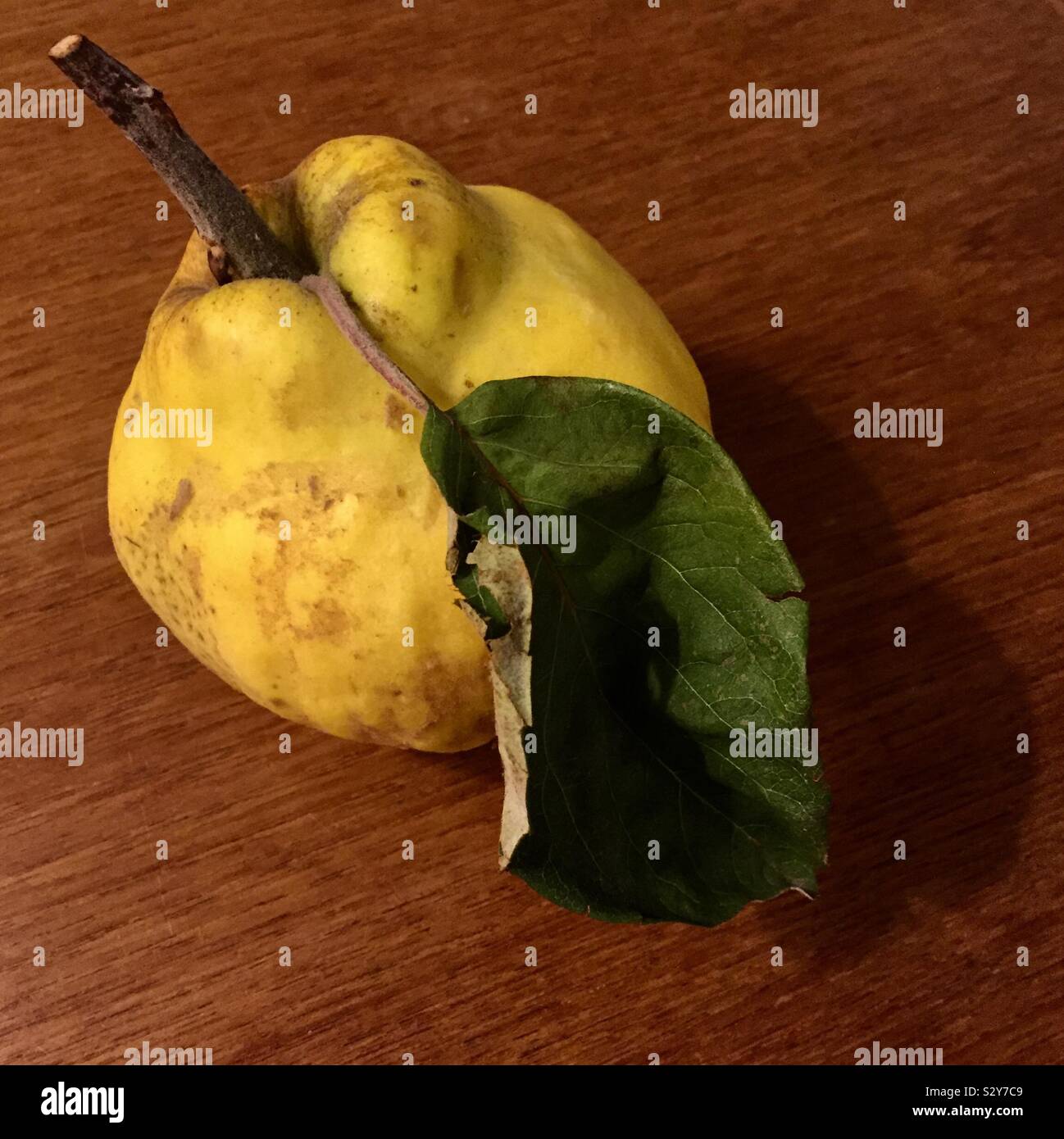 Still life; quince - Smartphone Captured Stock Image