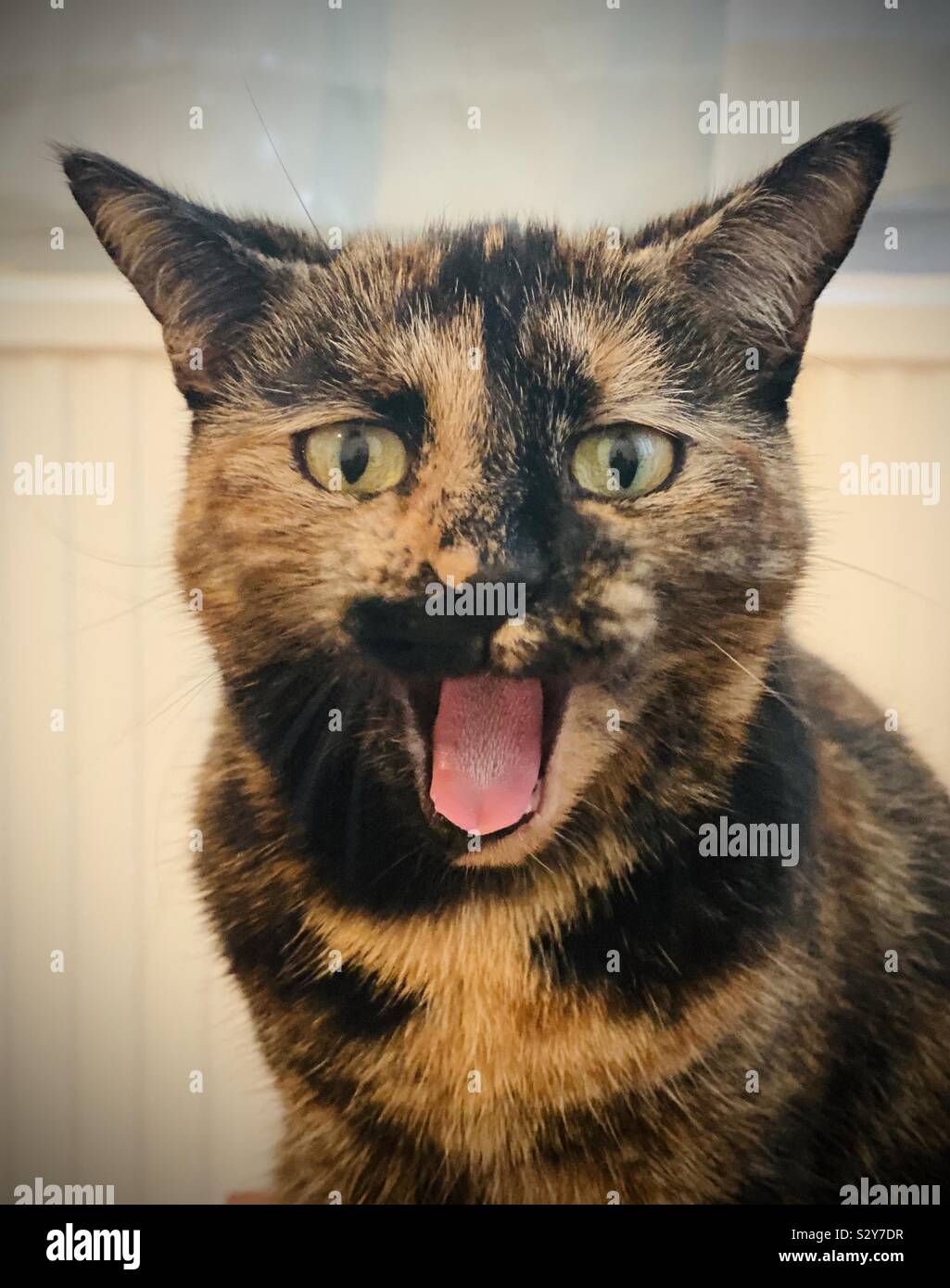 Funny Cat Expression Hi Res Stock Photography And Images Alamy