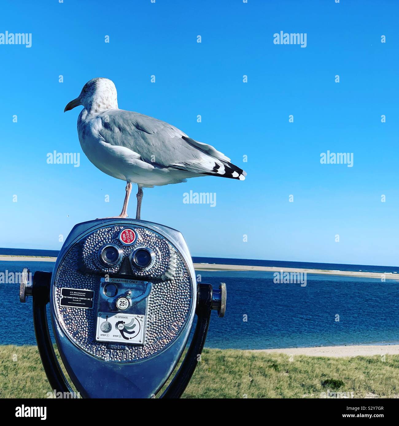 Seagull on top of a coin-operates scenic viewer, Chatham Lighthouse Beach, Chatham, Cape Cod, Massachusetts, United Statea - Smartphone Captured Stock Image
