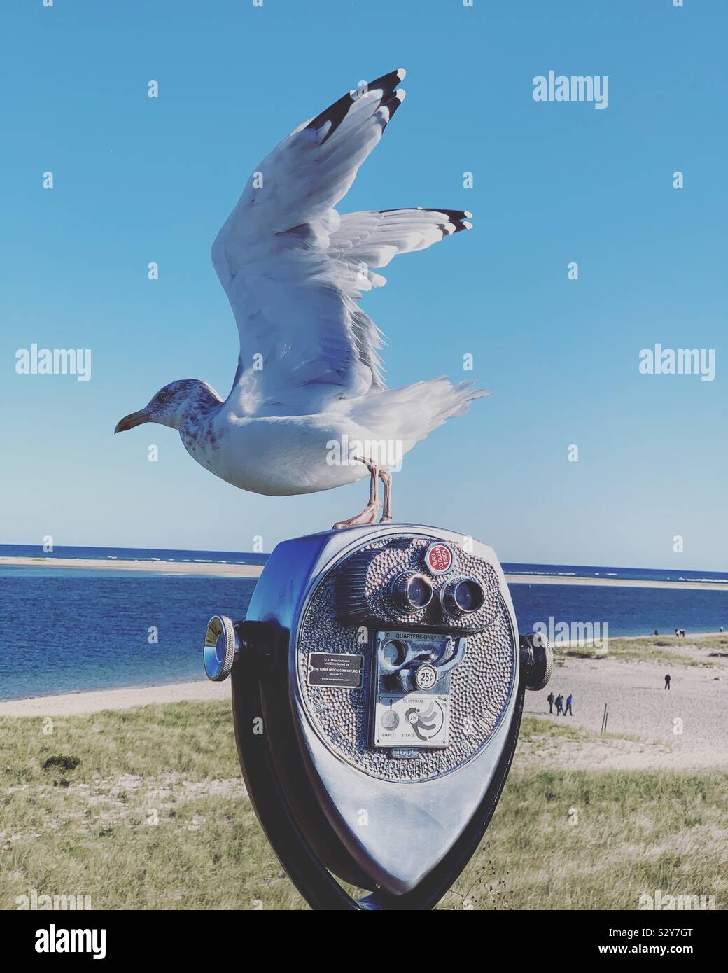 Seagull on top of a coin-operates scenic viewer, Chatham Lighthouse Beach, Chatham, Cape Cod, Massachusetts, United Statea - Smartphone Captured Stock Image