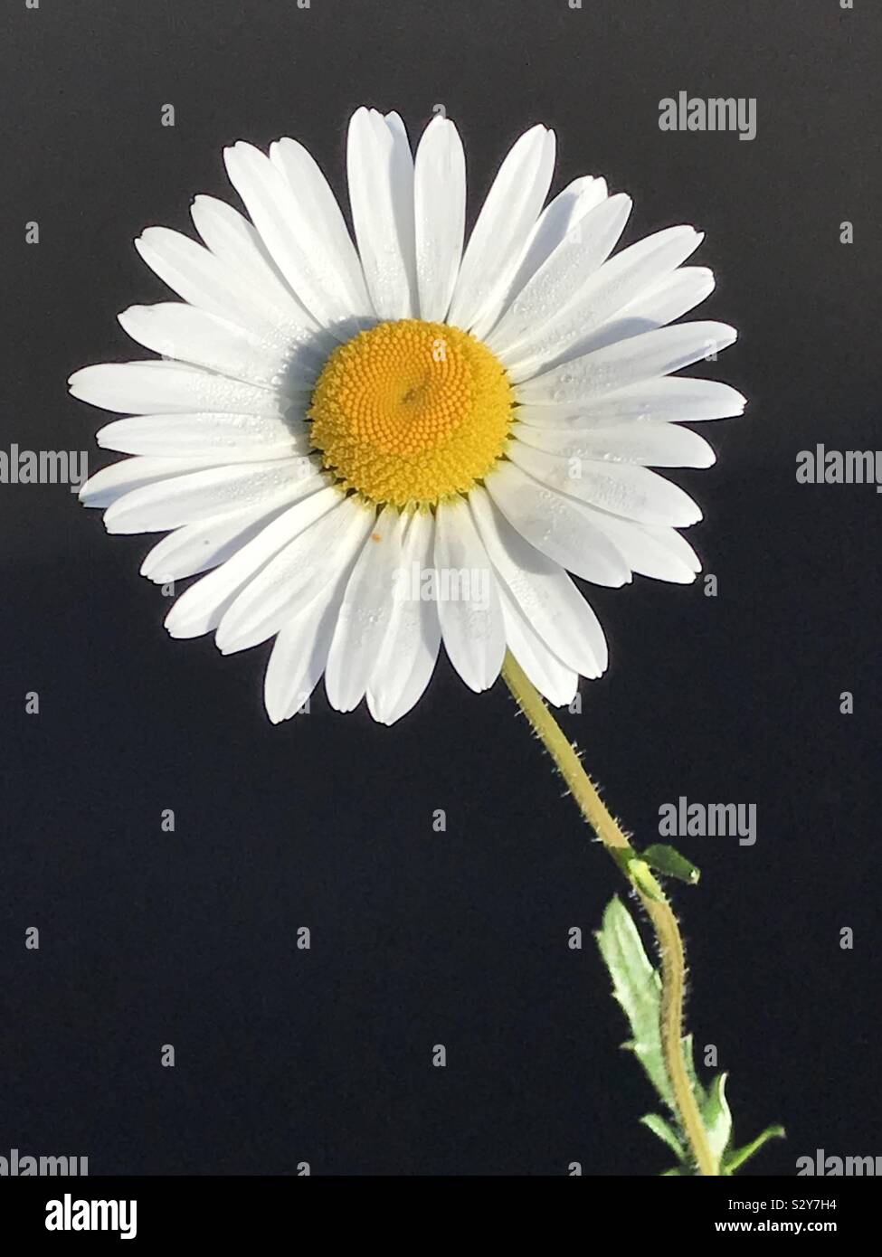 Oxeye Daisy - Smartphone Captured Stock Image