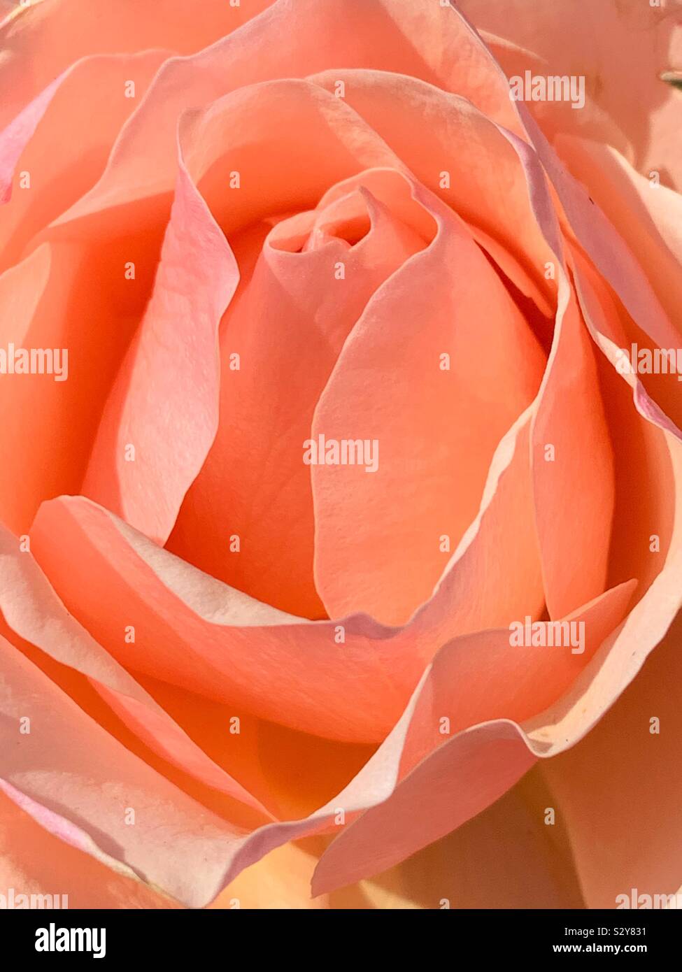 Beautiful single blush rose blossom. - Smartphone Captured Stock Image