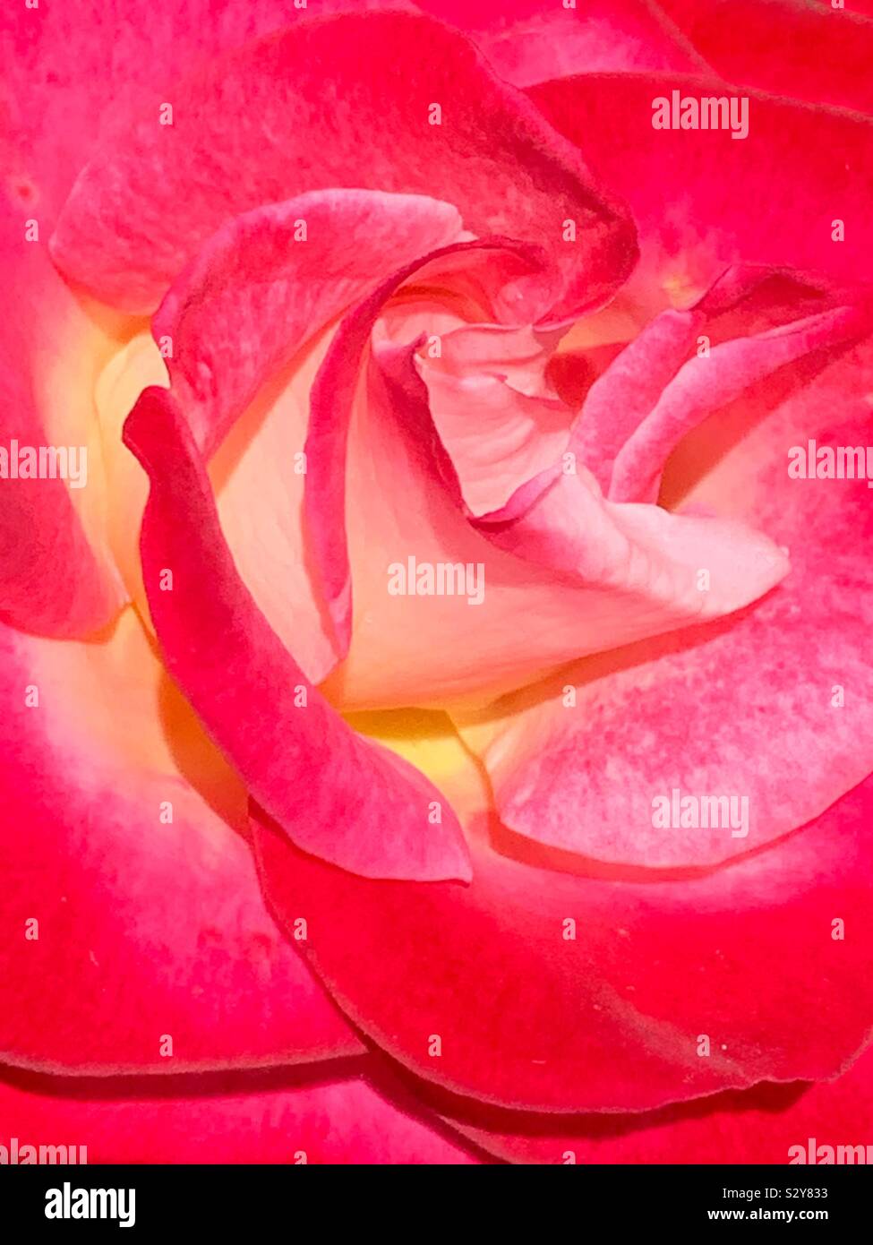 Beautiful closeup of a single fresh rose blossom - Smartphone Captured Stock Image