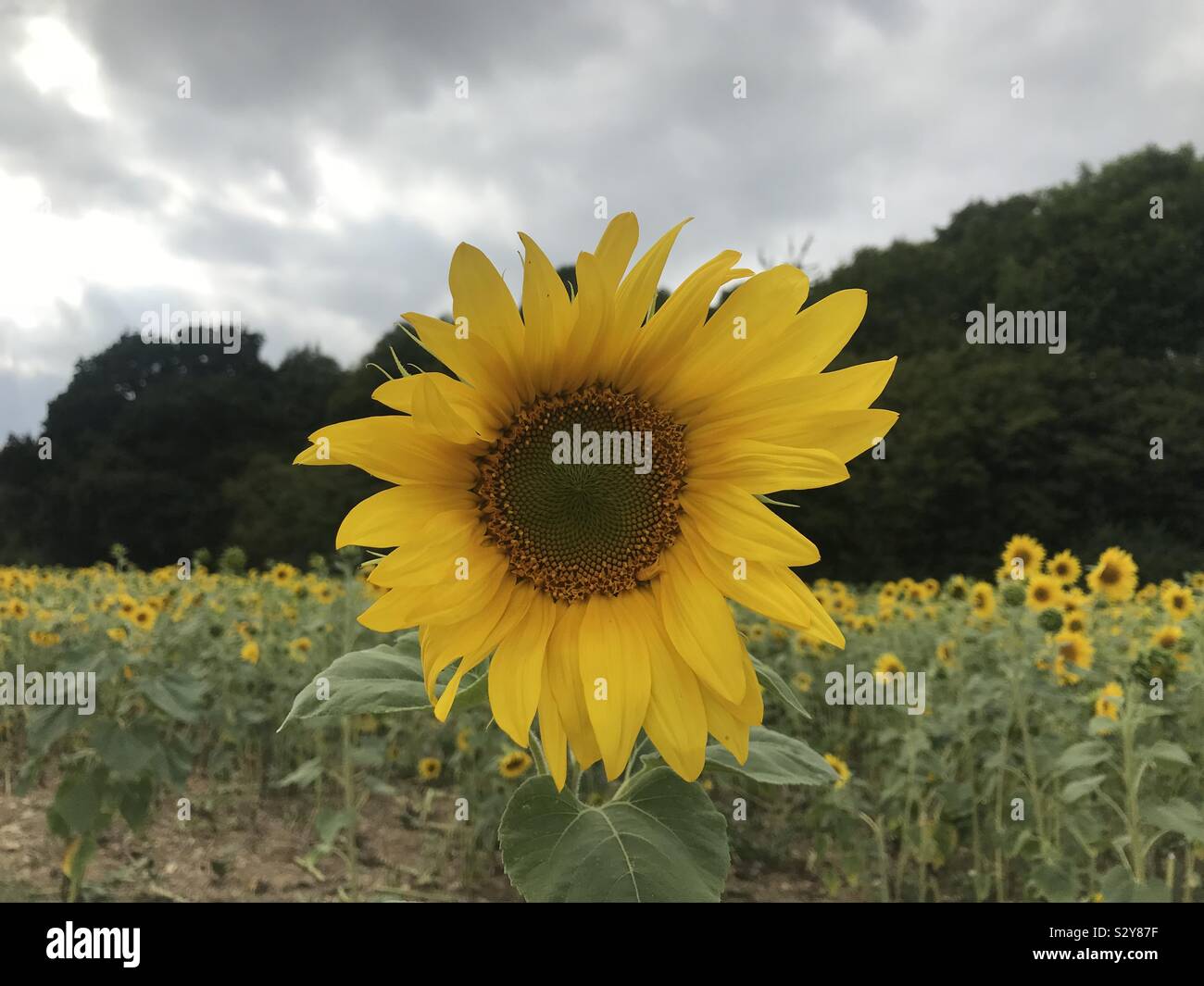 Sunflower Fields Stock Photo