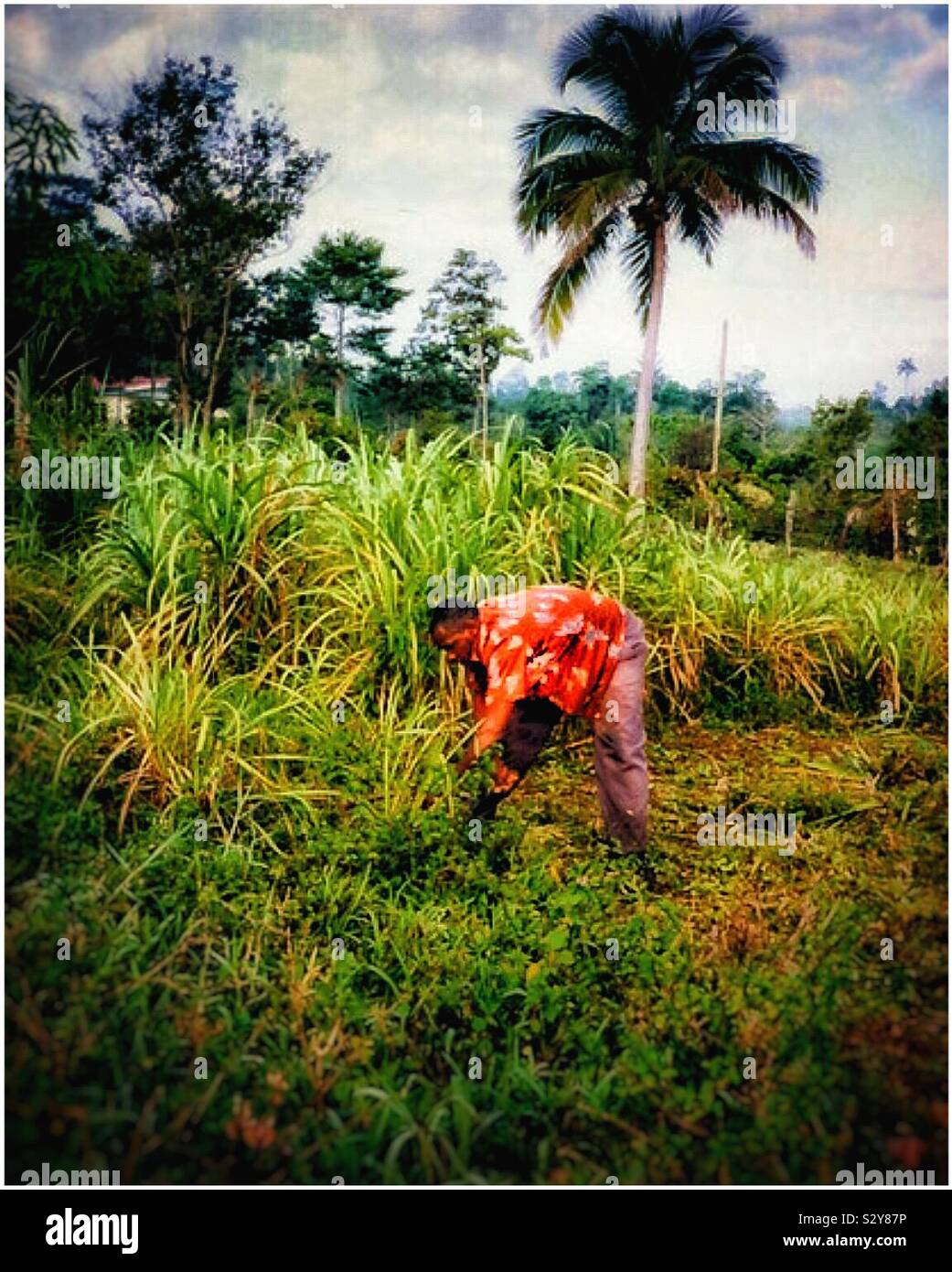 A farm worker tending crops in rural Jamaica. - Smartphone Captured Stock Image