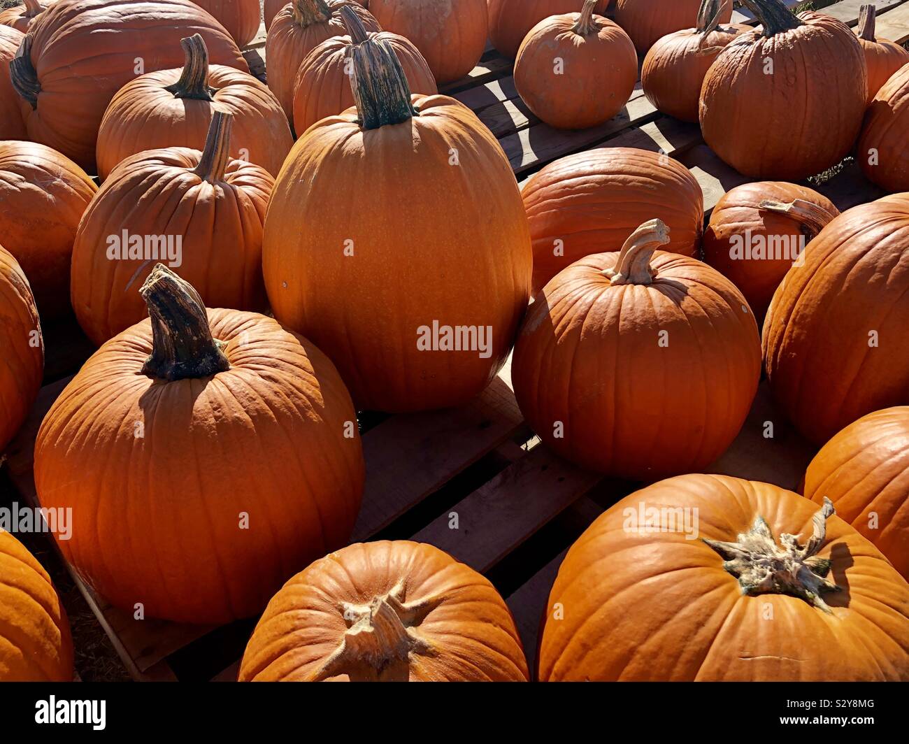 Pumpkins - Smartphone Captured Stock Image