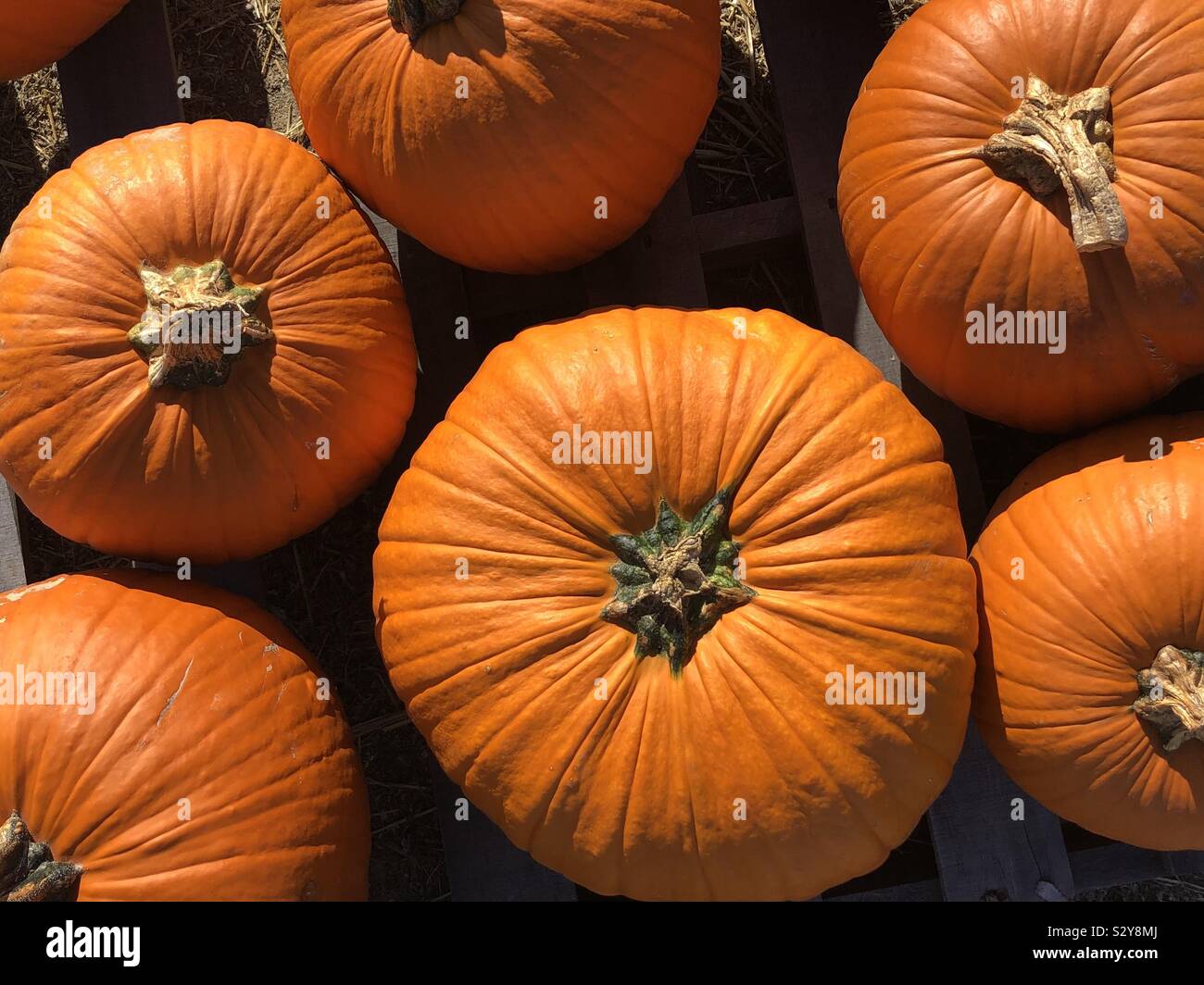 Pumpkins - Smartphone Captured Stock Image