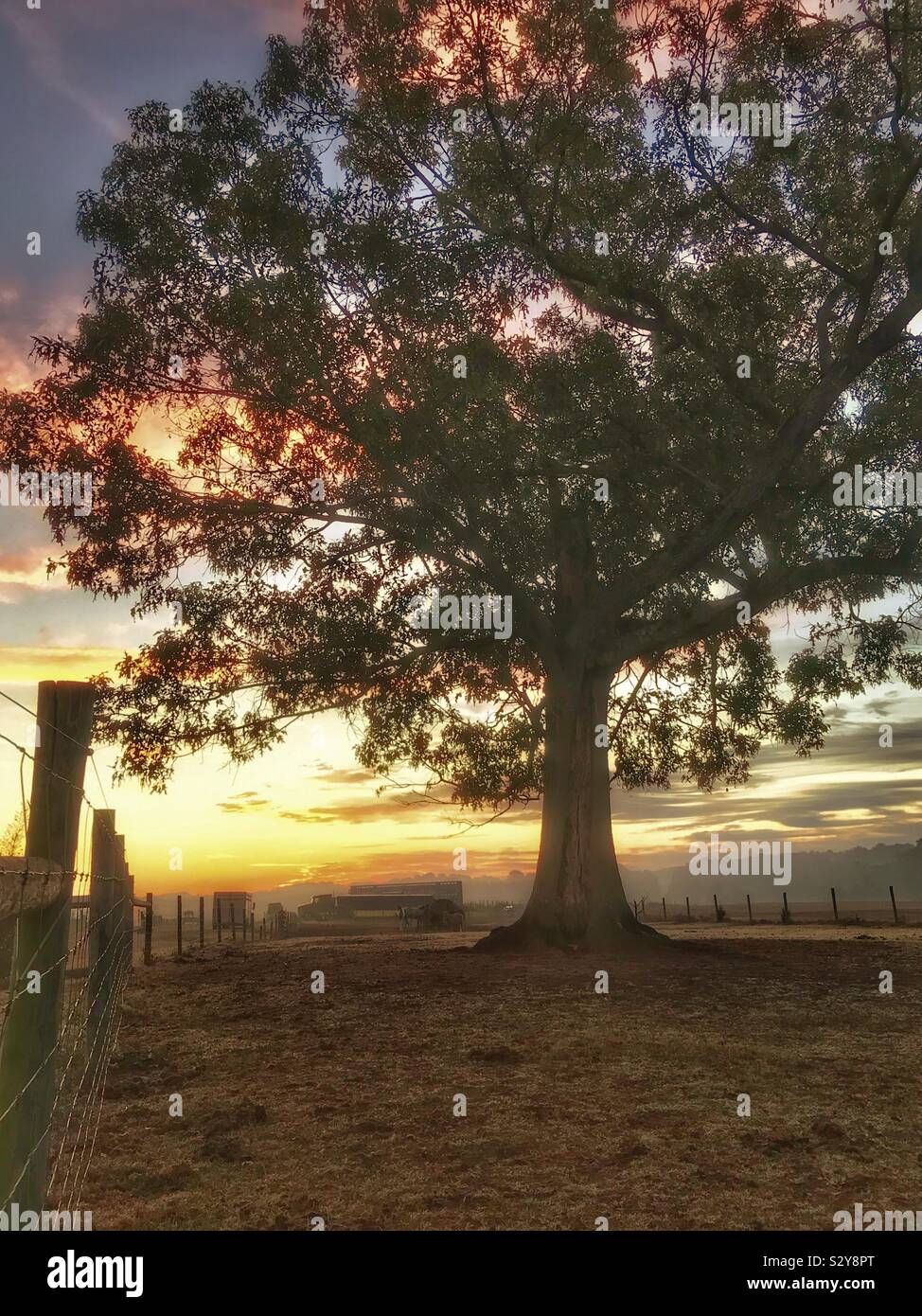 Oak tree at sunrise in farm pasture- October in North Carolina 2 - Smartphone Captured Stock Image