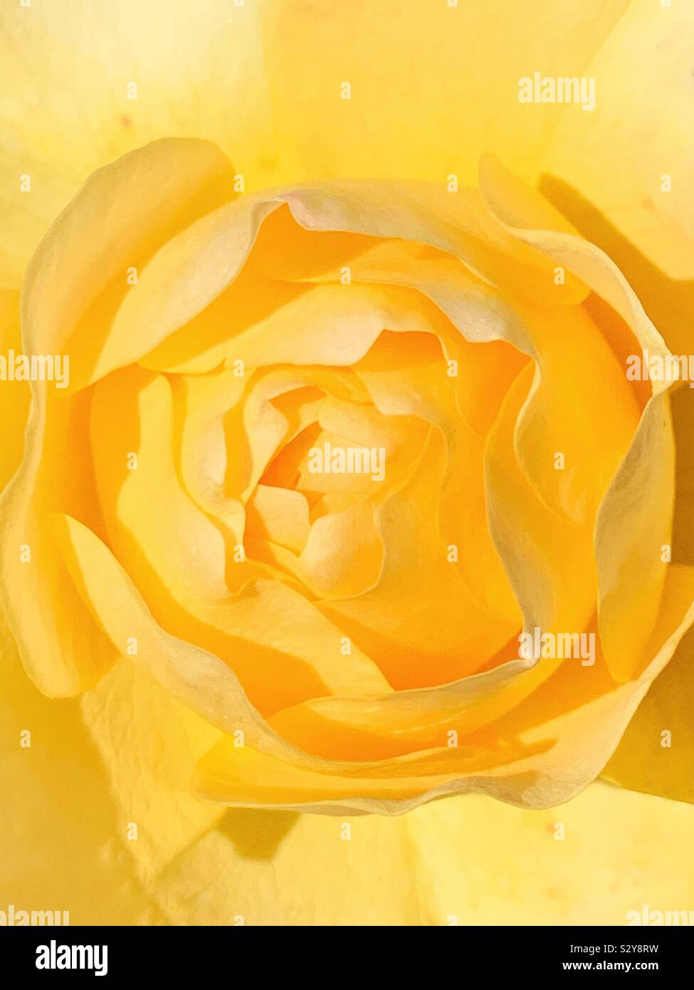 Beautiful fresh single yellow rose blossom Stock Photo
