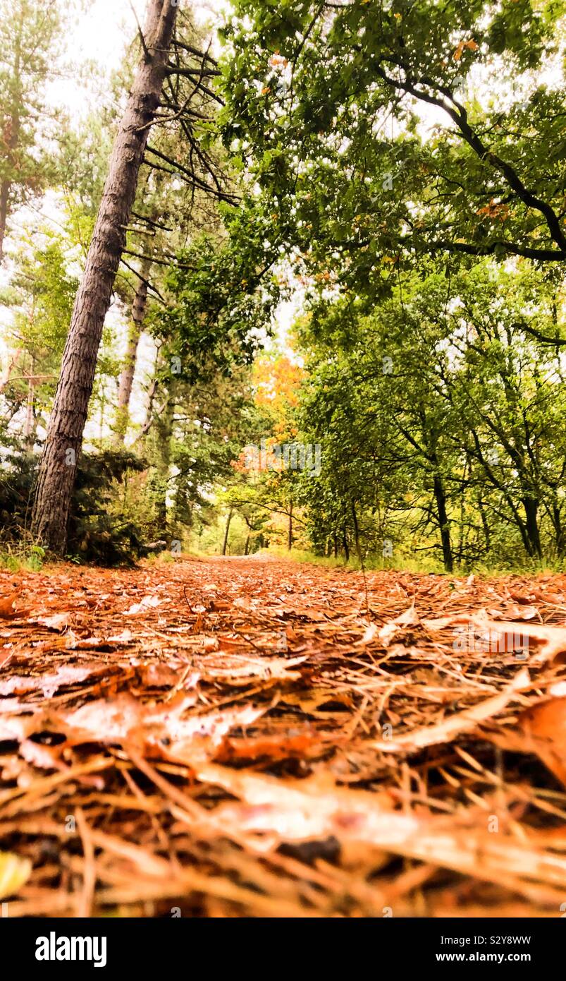 Colorful foliage on the ground of the walking trail in the forest showing the beautiful colors of autumn - Smartphone Captured Stock Image