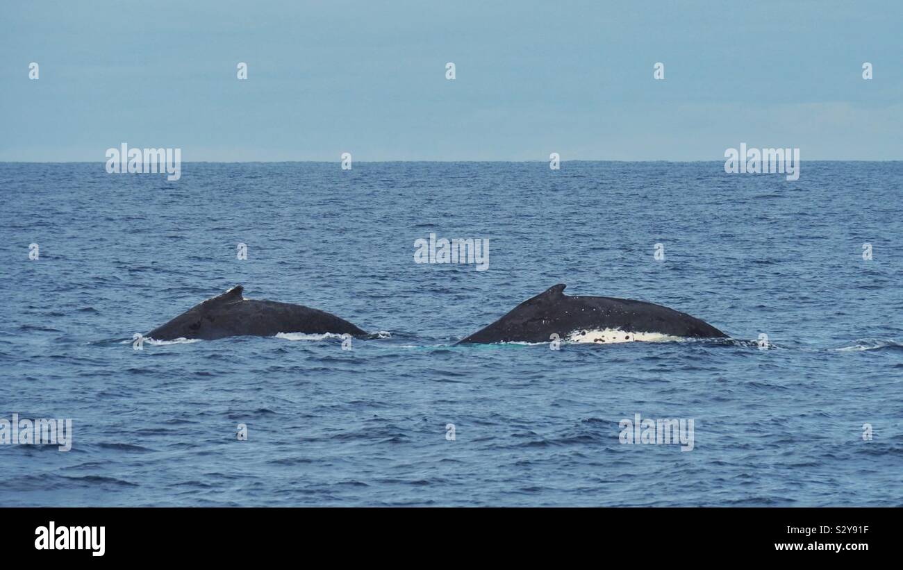 Humpback whales migrating Stock Photo