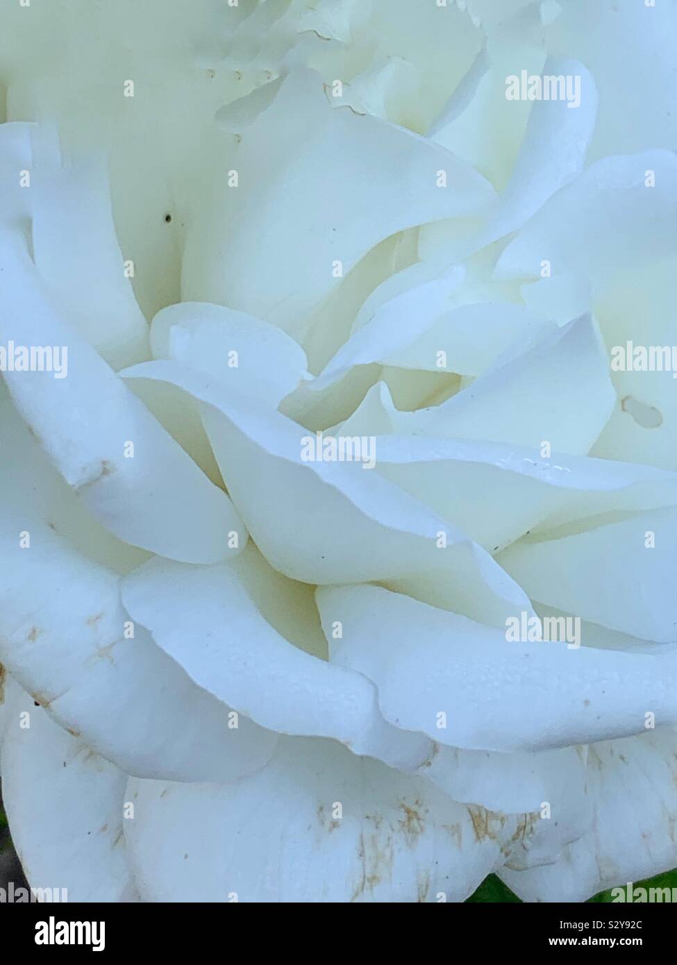 Beautiful fresh white rose blossom - Smartphone Captured Stock Image