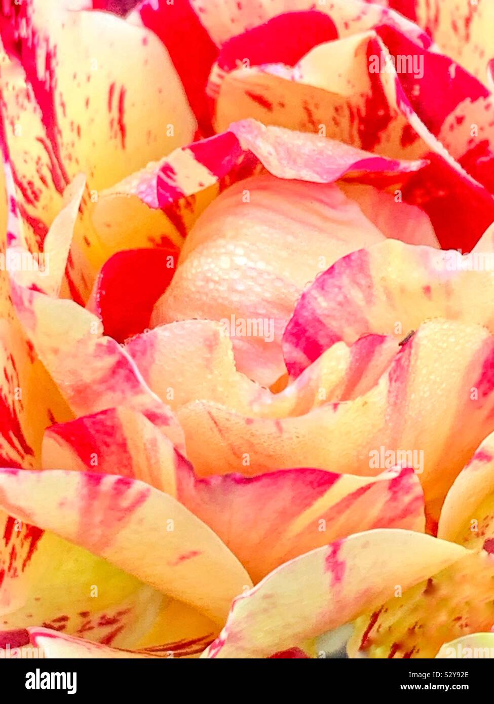 Beautiful red and yellow marbled rose blossom - Smartphone Captured Stock Image