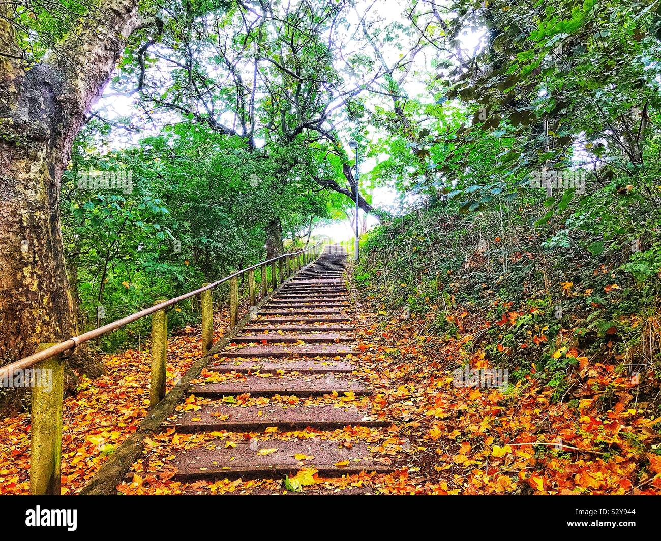 Steps in a woodland - Smartphone Captured Stock Image