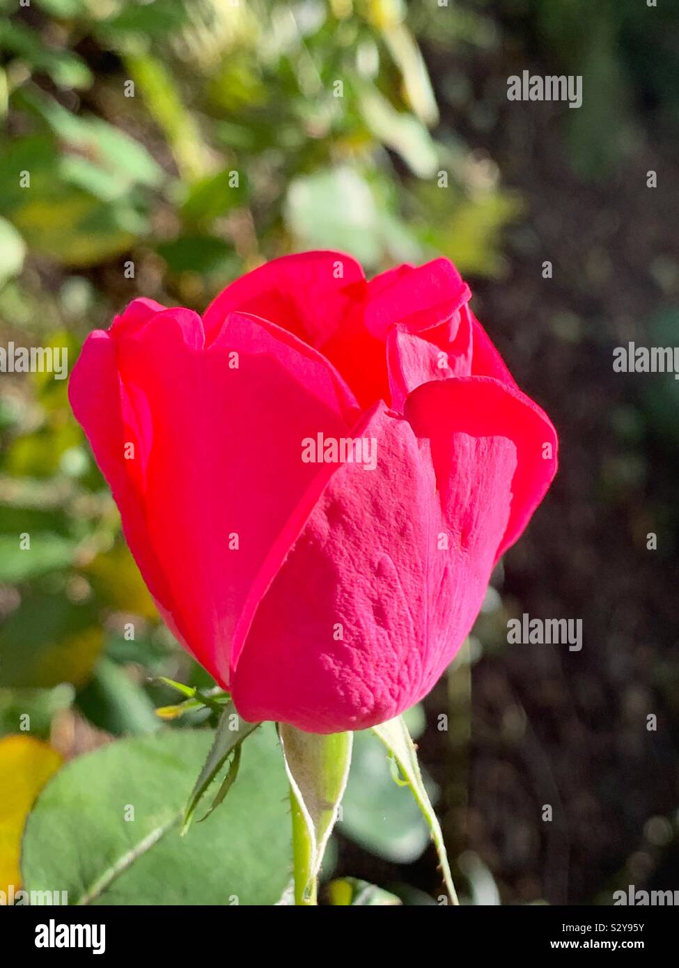 Beautiful fresh red rose bud blossom - Smartphone Captured Stock Image