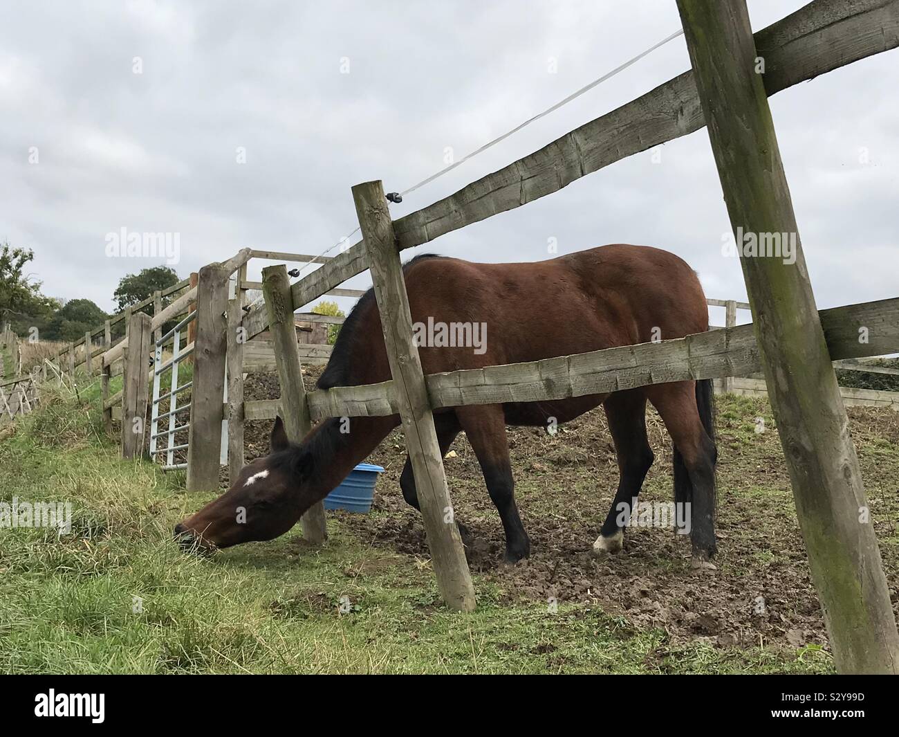 Horse chewing fence hires stock photography and images Alamy