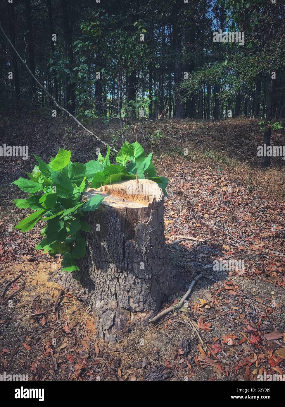 A Sycamore stump begins to grow back Stock Photo Alamy