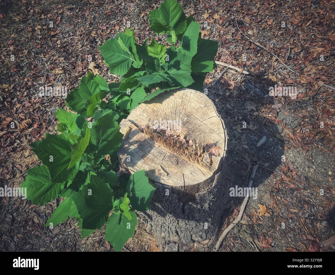 Stump of a Platanus occidentalis with regrowth - Smartphone Captured Stock Image