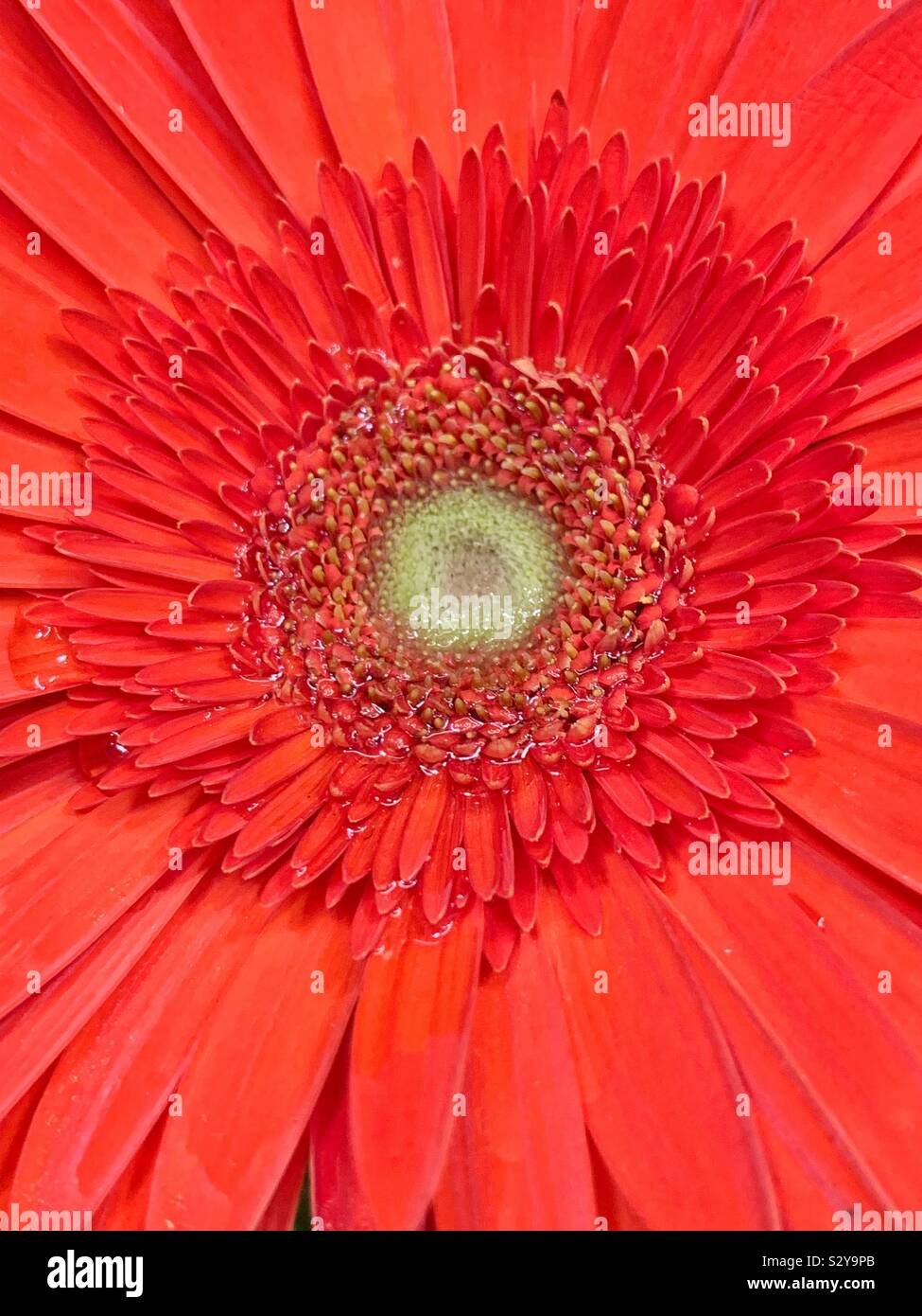 Beautiful fresh huge red daisy blossom closeup macro - Smartphone Captured Stock Image
