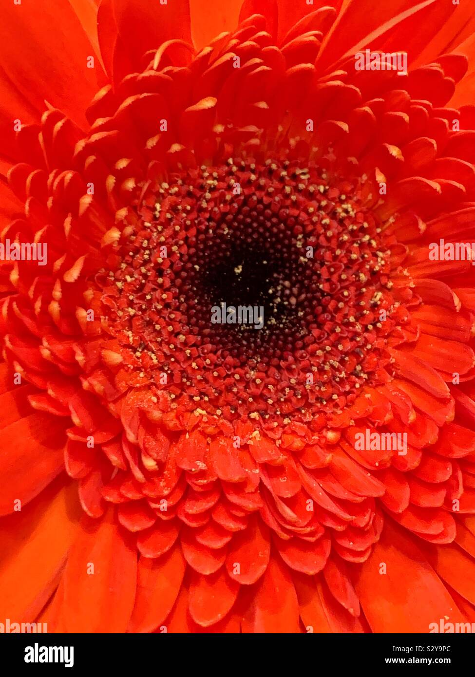 Beautiful fresh red daisy blossom closeup macro - Smartphone Captured Stock Image