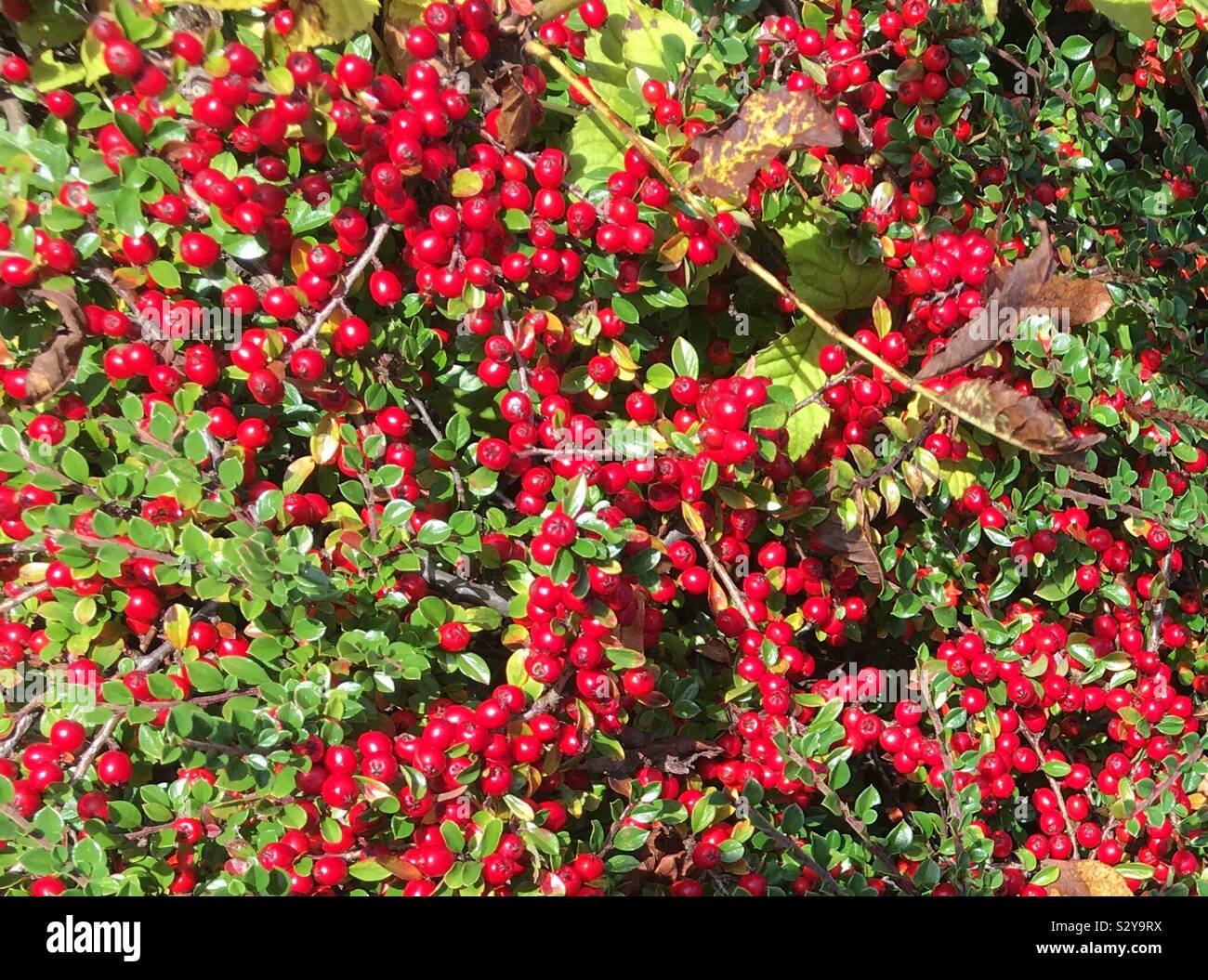 Red berries of a Pyracantha Firethorn bush in October in the north of England. This is a hardy, evergreen shrub which grows across the world from Europe to Asia and which is a food source for birds. Stock Photo