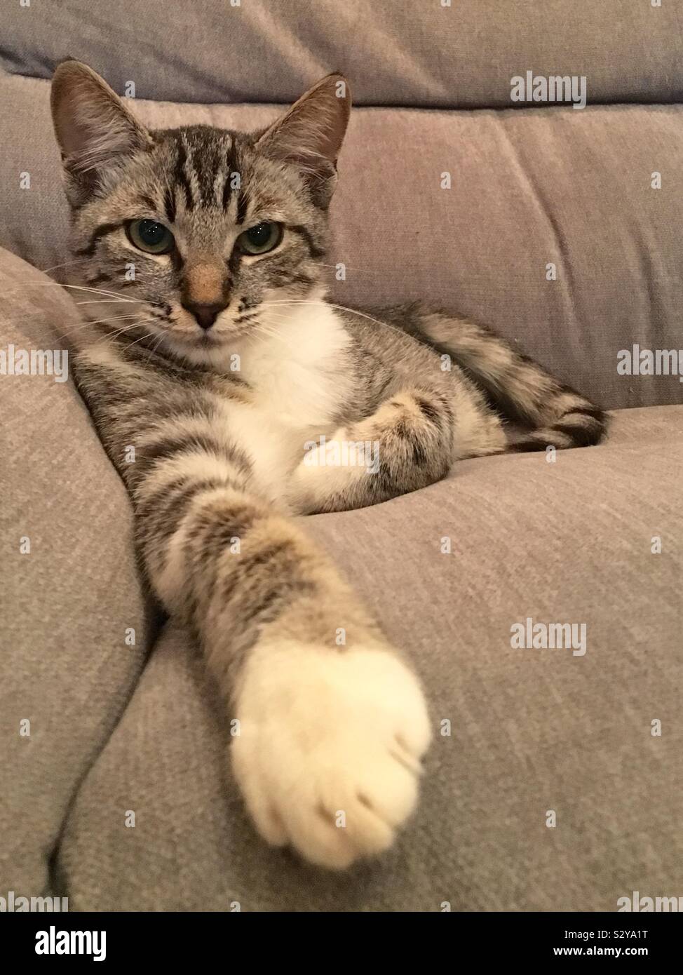 Grey mackerel tabby cat lying on grey armchair Stock Photo Alamy
