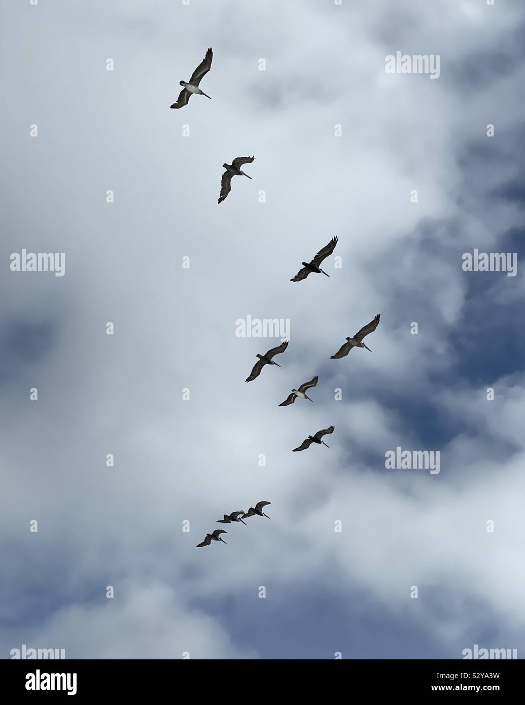 Large group of pelicans flying in formation in the sky - Smartphone Captured Stock Image
