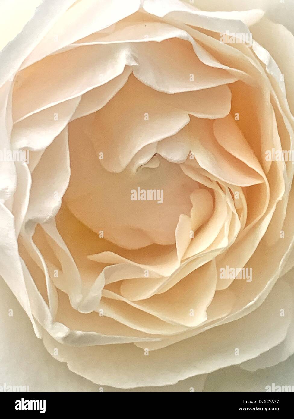 Beautiful closeup macro of a fresh white rose blossom - Smartphone Captured Stock Image
