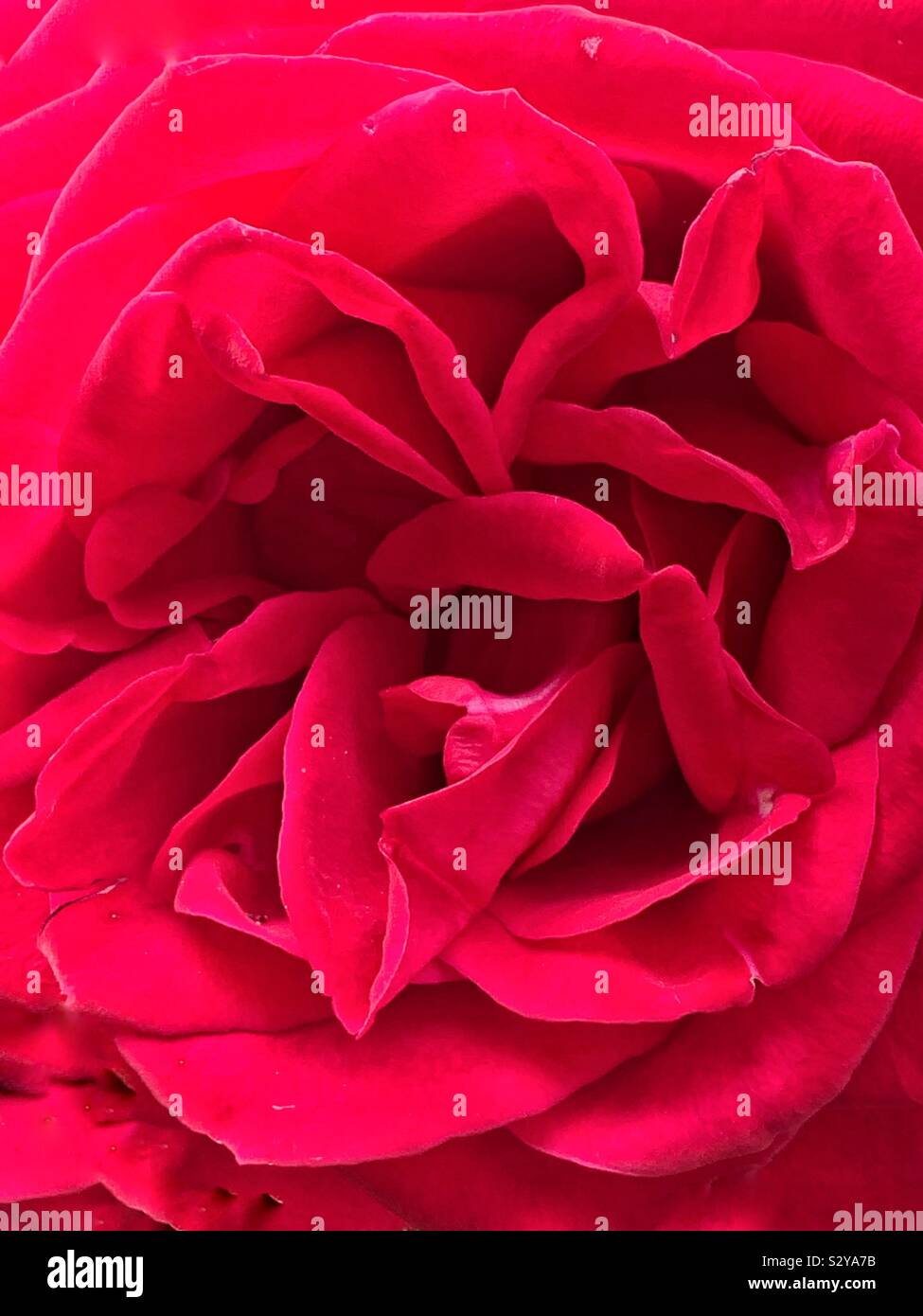 Closeup macro of a single beautiful red rose blossom - Smartphone Captured Stock Image