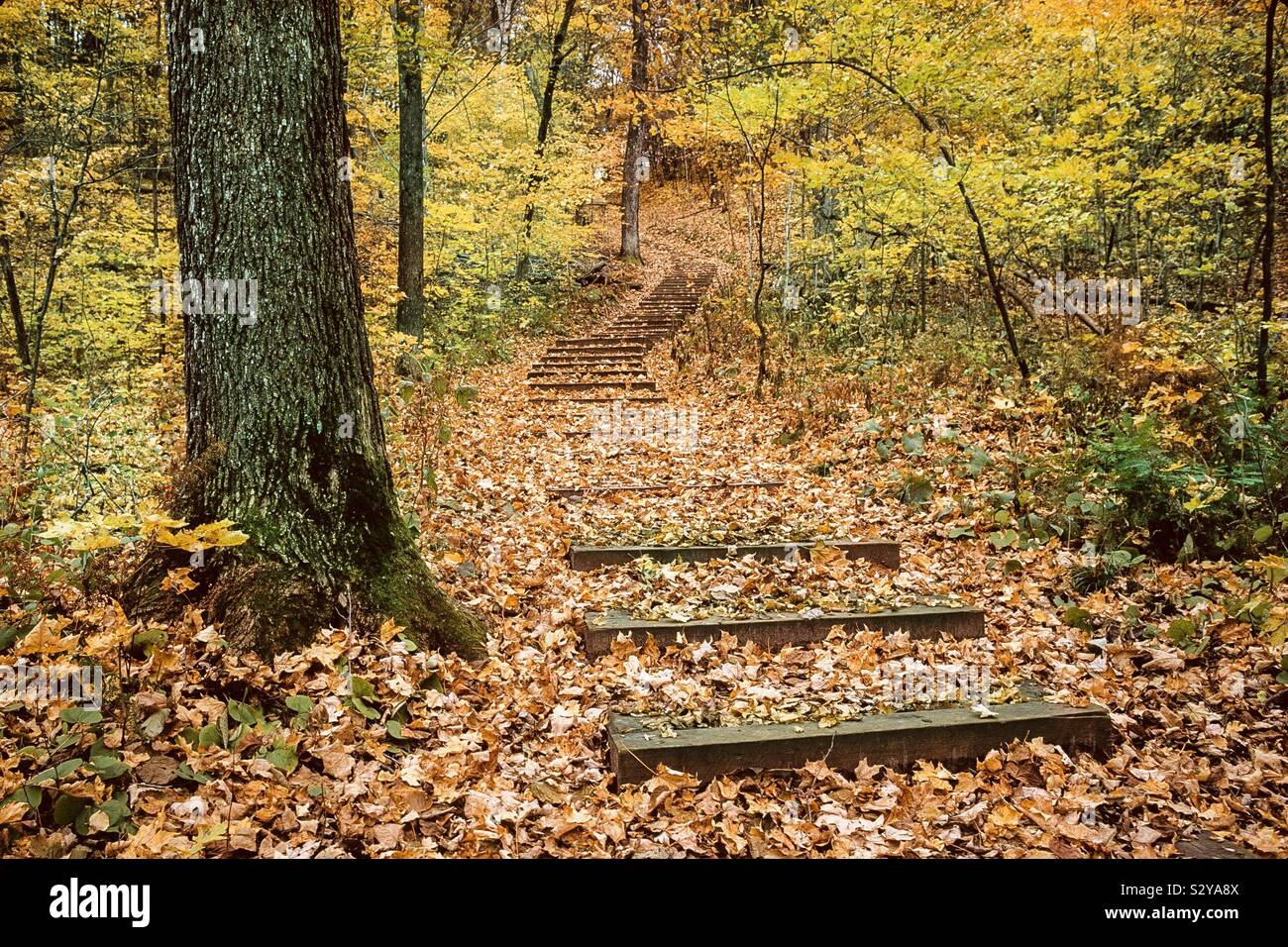 Autumn stairway, Wild River State Park, Almelund, Minnesota Stock Photo