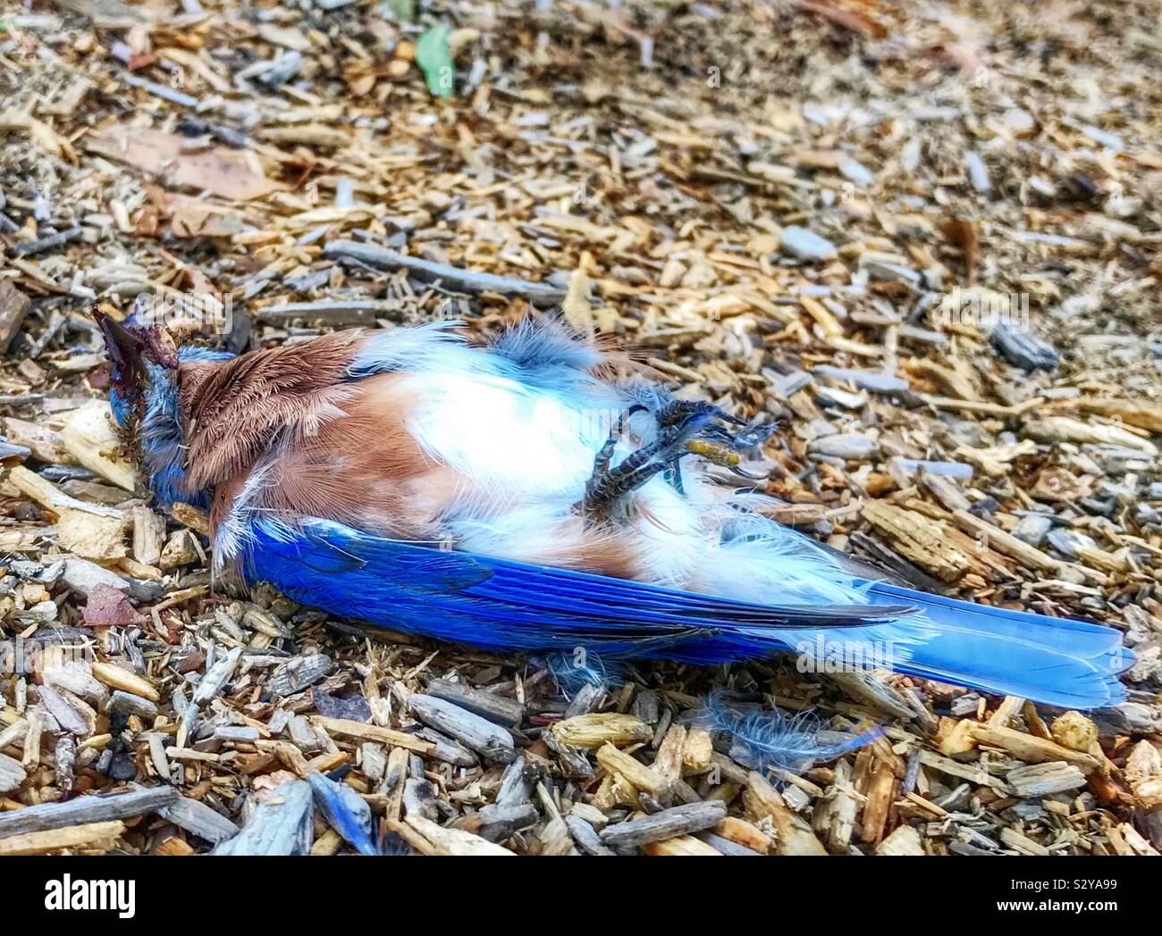 Lifeless Eastern Bluebird found on playground - Smartphone Captured Stock Image