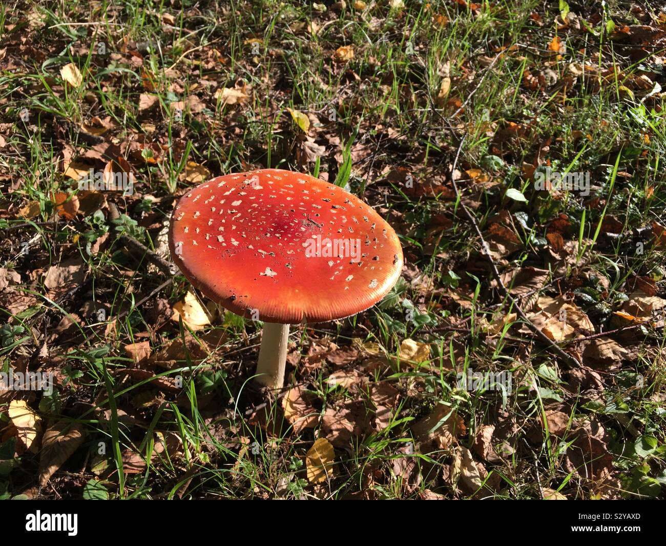 Fliegenpilz im Herbstwanderungen Stock Photo