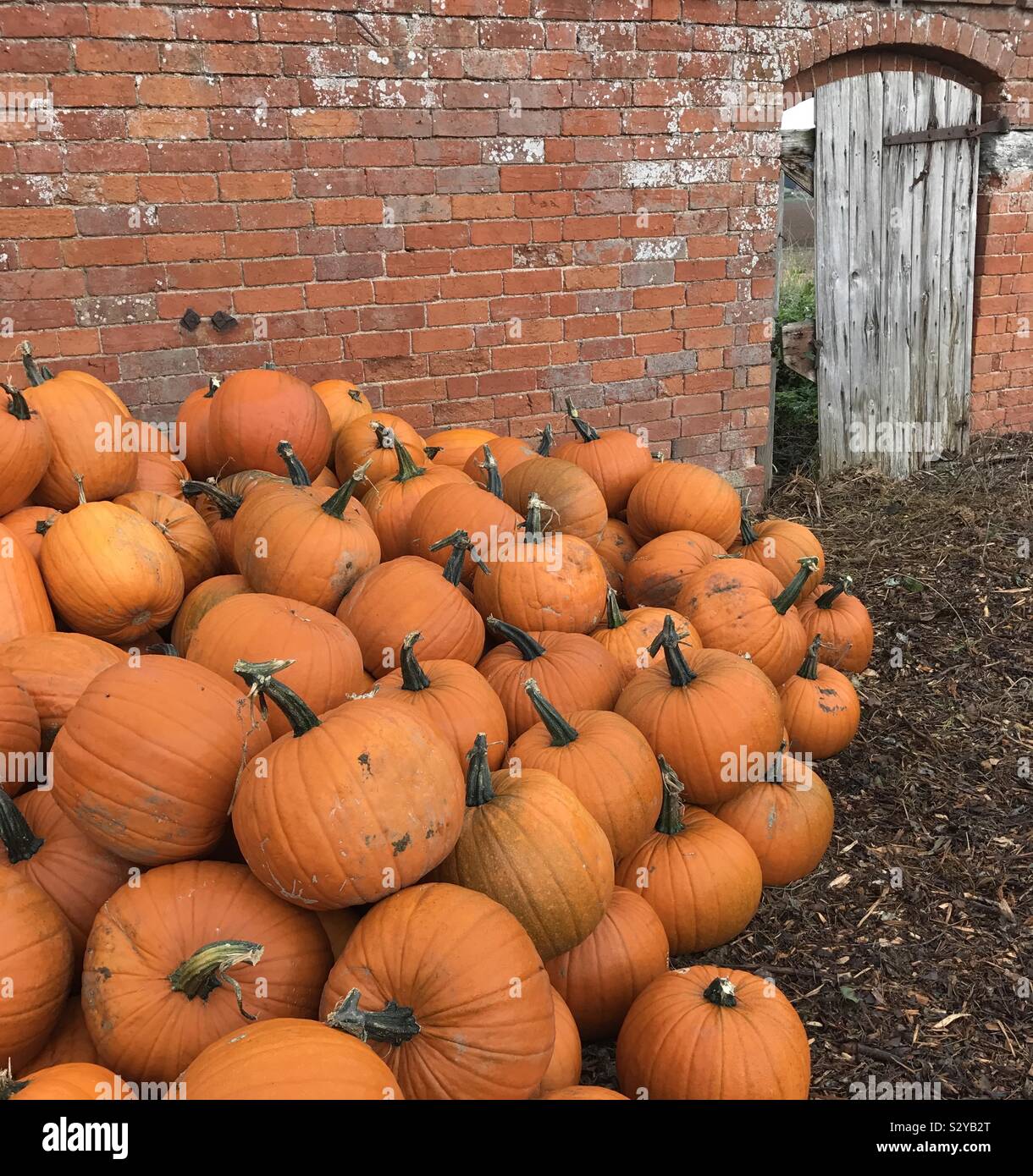 Pile of pumpkins by the wall Stock Photo