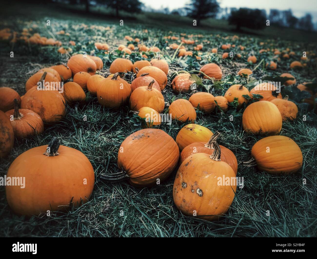 Pumpkin patch - Smartphone Captured Stock Image
