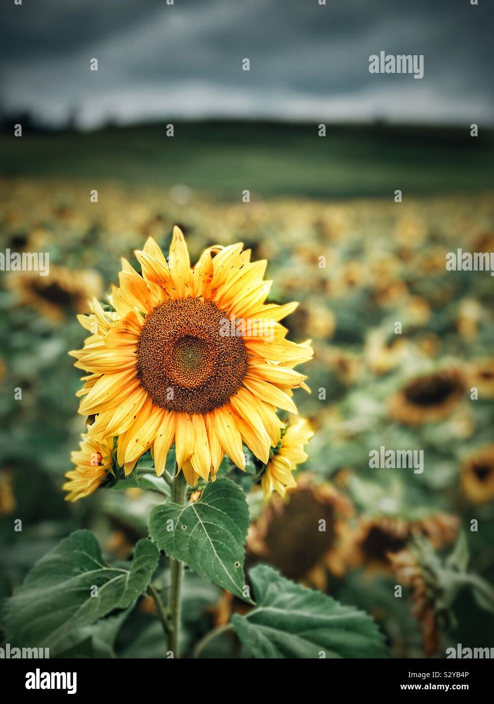 Sunflower in a field with cloudy sky Stock Photo - Alamy