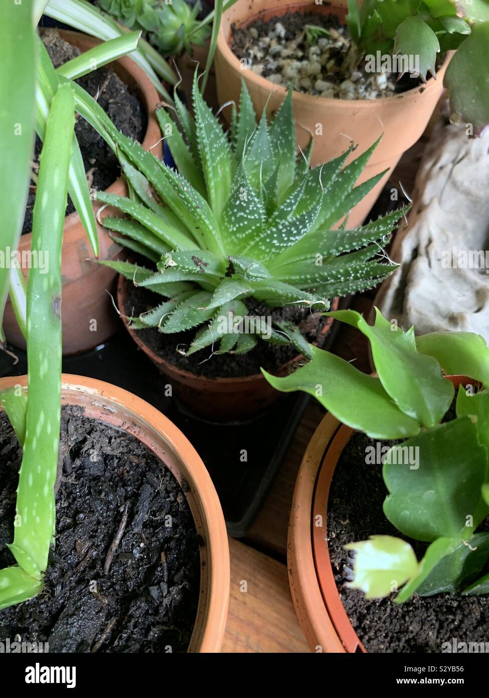 House plants and succulents - Smartphone Captured Stock Image