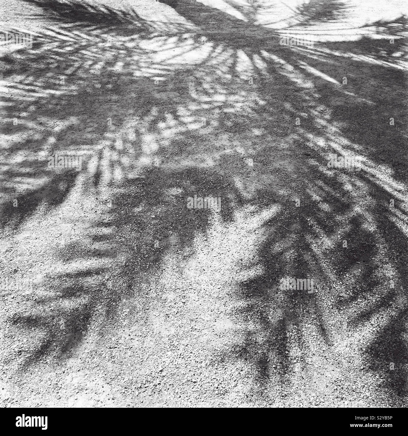 Shadow of the long leaves and branches of a palm tree on the rough surfaced cement of a parking lot. Stock Photo