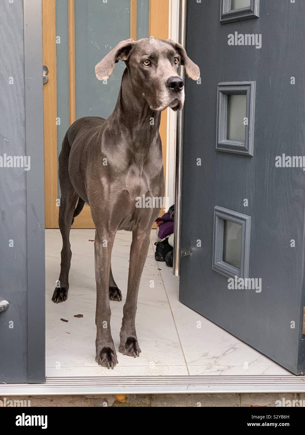 Great Dane at the door Stock Photo Alamy