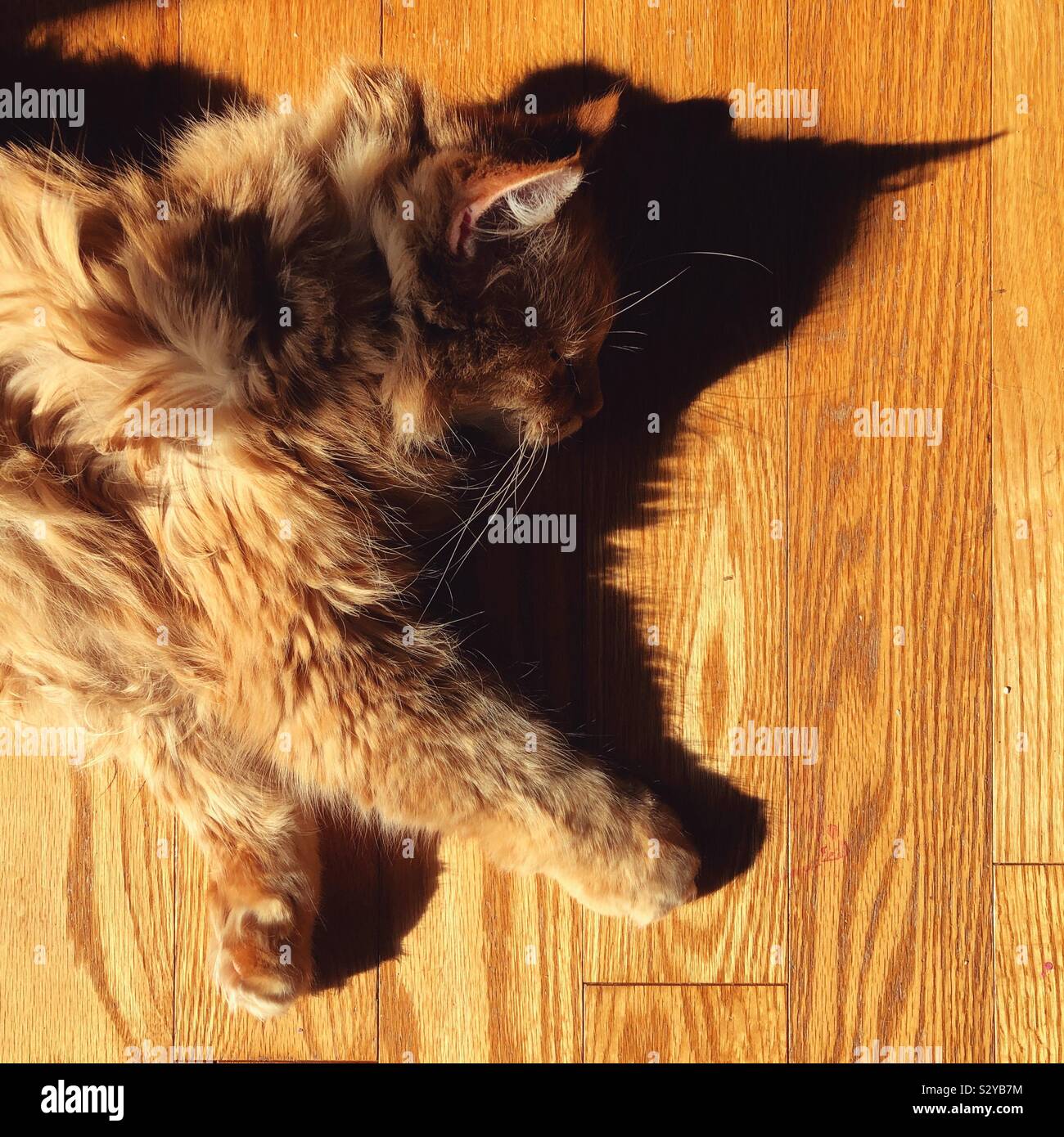 Fluffy orange cat sleeping in the sun with stark shadow on wooden floor Stock Photo